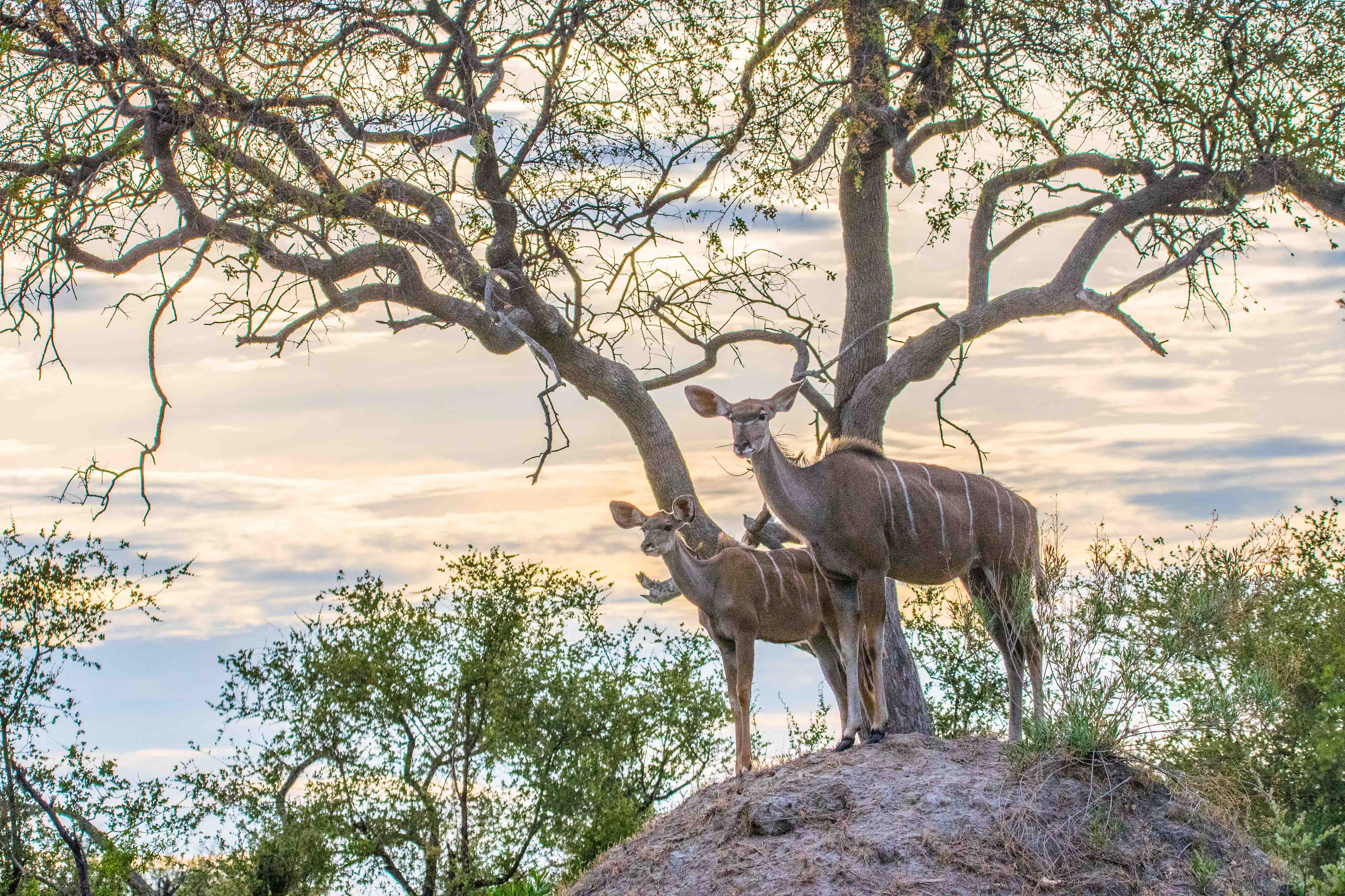 Grands koudous (Greater kudus, Tragelaphus strepsiceros), femelle et juvénile au sommet d'une termitière, Réserve de Kwando, Delta de l'Okavango, Botswana.